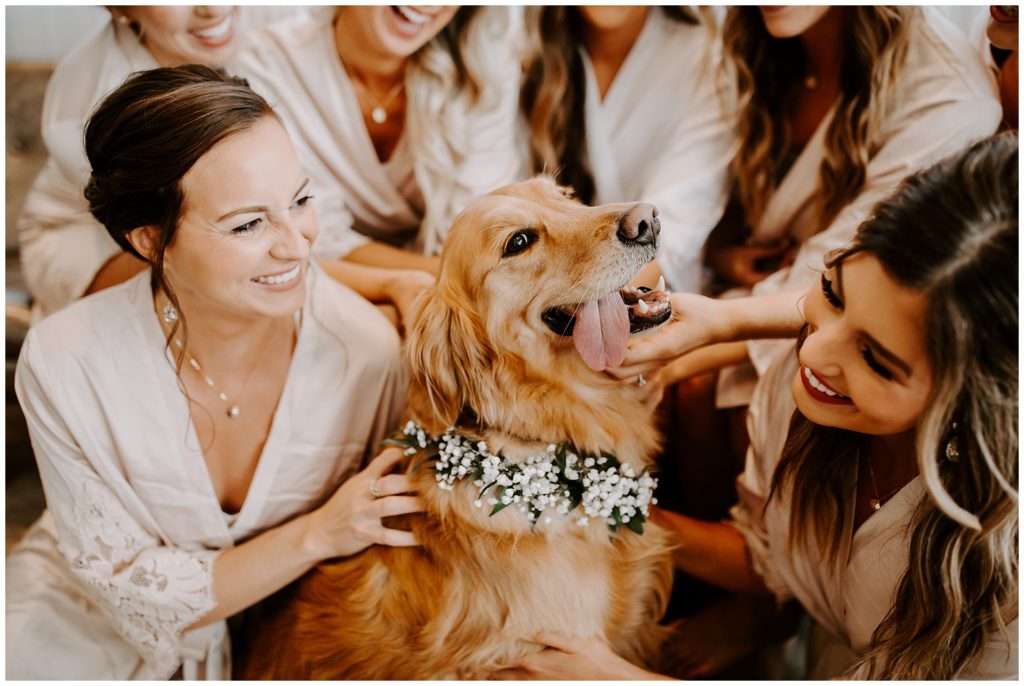 Bride and bridesmaids with dog
